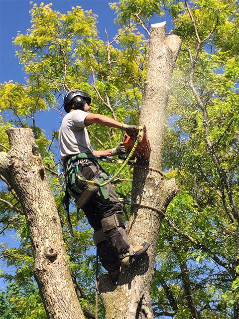 best new jersey tree removal service