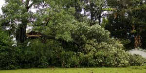 Tree Service Estimate In New Jersey