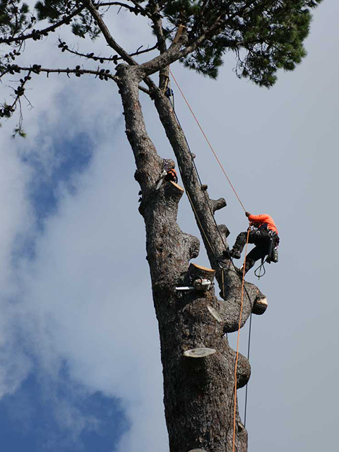 Tree-Removal-in-burrlington-county-nj