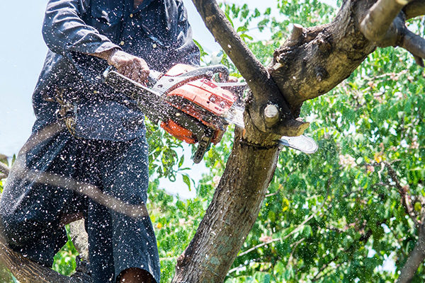 burrlington-county-nj-Tree-Trimming-Job