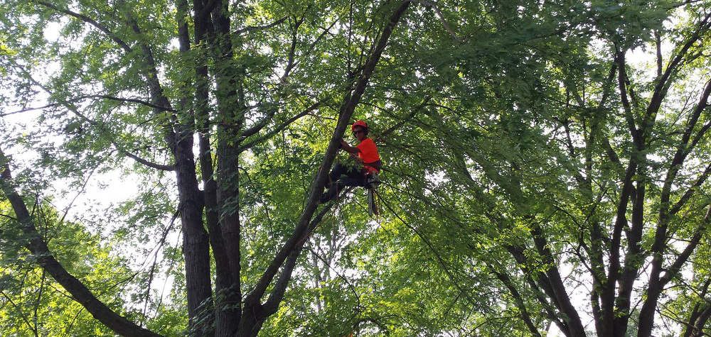 burrlington-county-nj-Tree-Trimming