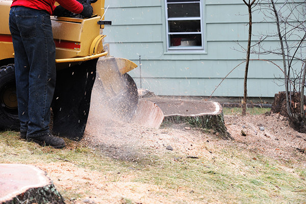 stump grinding Collingswood NJ