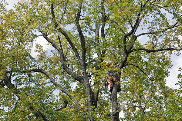 tree removal in Cherry Hill Mall