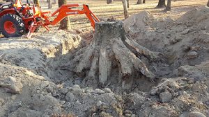 removing a stump in burrlington county nj