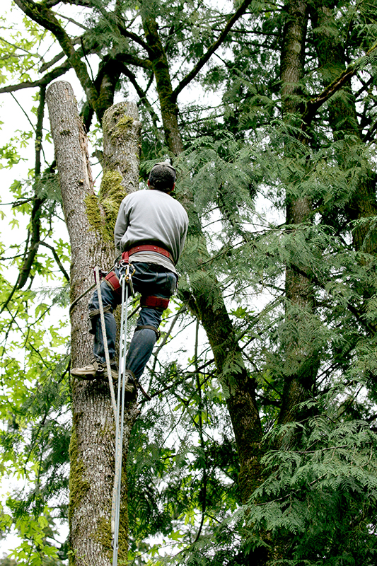 top-Tree-Service-burrlington-county