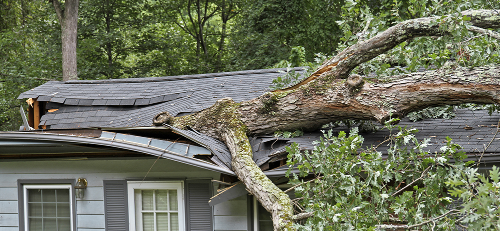 tree-damage-to-a-roof-in-burrlington-nj