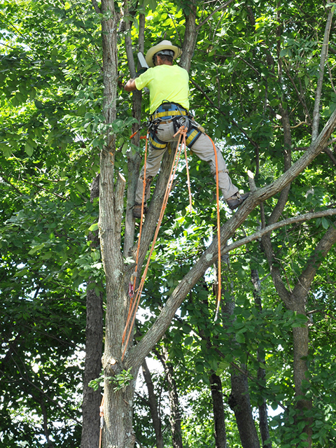 trimming-a-tree-in-burrlington-nj